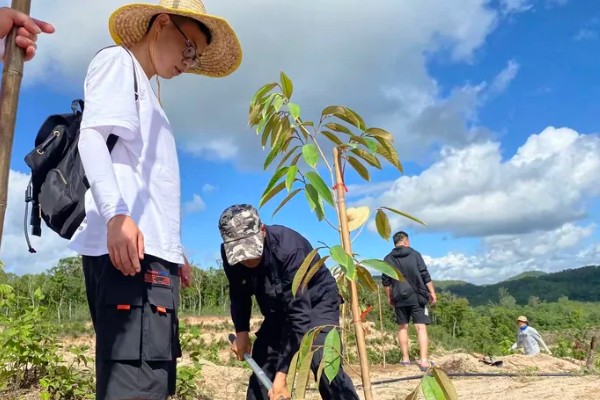 榴莲籽发芽属于根还是头，是它的根系