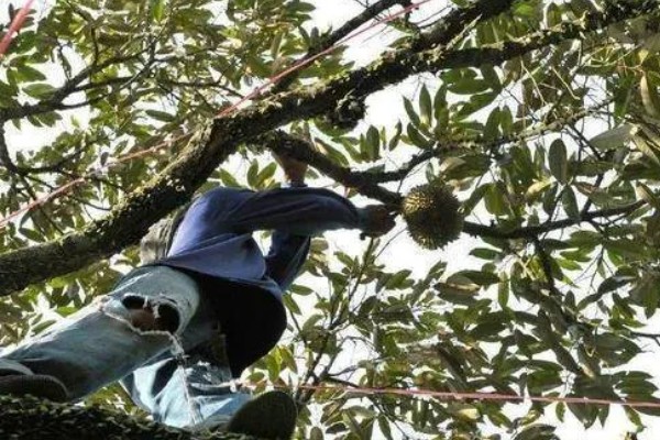 榴莲籽发芽属于根还是头，是它的根系