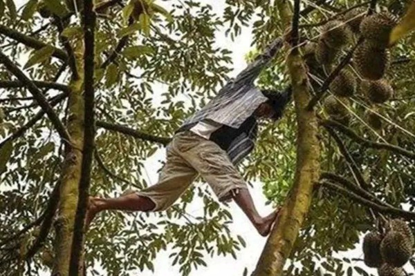 榴莲籽发芽属于根还是头，是它的根系