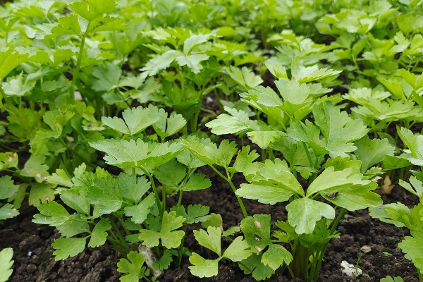 芹菜苗烂根死棵怎么处理,需要立刻拔除并销毁