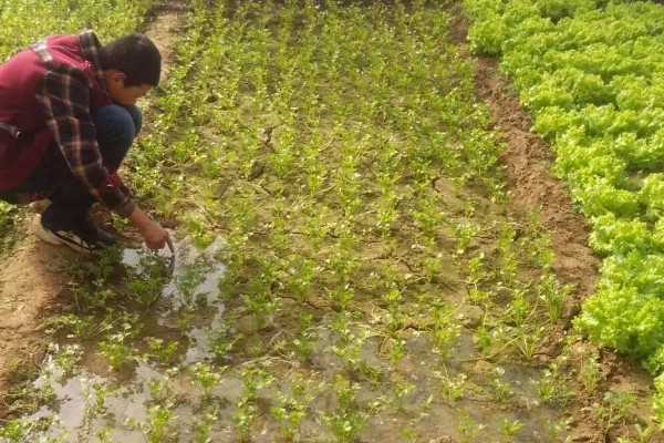 芹菜苗烂根死棵怎么处理,需要立刻拔除并销毁