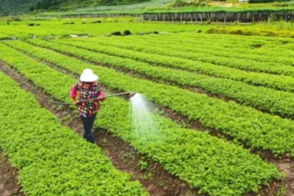 芹菜苗烂根死棵怎么处理,需要立刻拔除并销毁