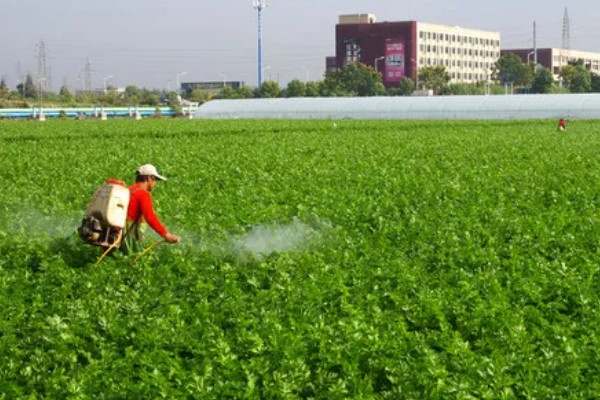 芹菜苗烂根死棵怎么处理,需要立刻拔除并销毁