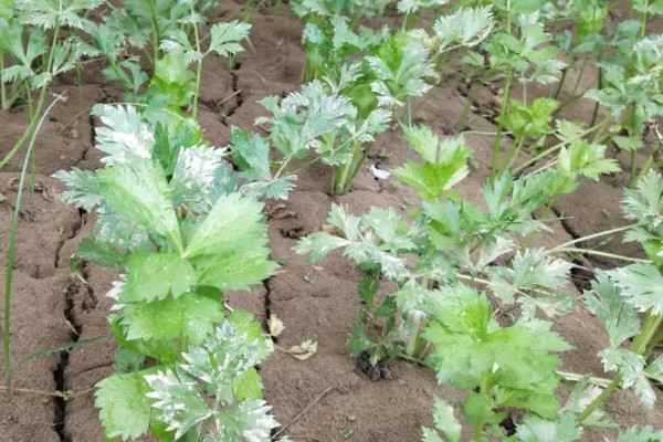 芹菜苗烂根死棵怎么处理,需要立刻拔除并销毁