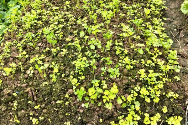 芹菜苗烂根死棵怎么处理,需要立刻拔除并销毁