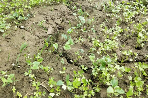 芹菜苗烂根死棵怎么处理,需要立刻拔除并销毁