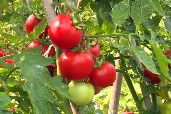 西红柿的成熟季节,熟期为夏季6-8月份