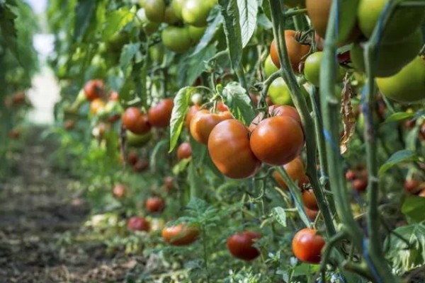 西红柿的成熟季节,熟期为夏季6-8月份