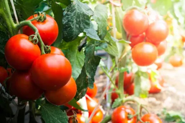 西红柿的成熟季节,熟期为夏季6-8月份