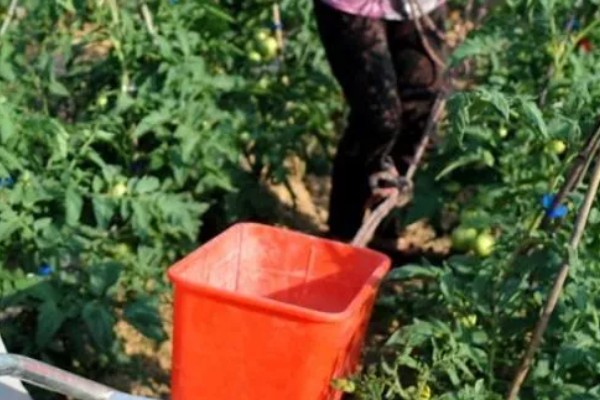 西红柿的成熟季节,熟期为夏季6-8月份