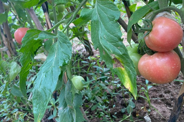 西红柿的成熟季节,熟期为夏季6-8月份