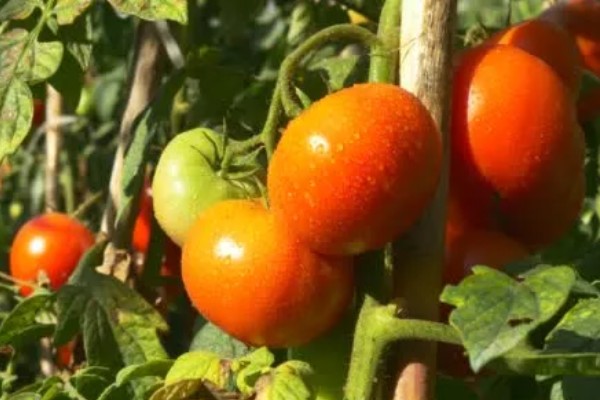 西红柿的成熟季节,熟期为夏季6-8月份