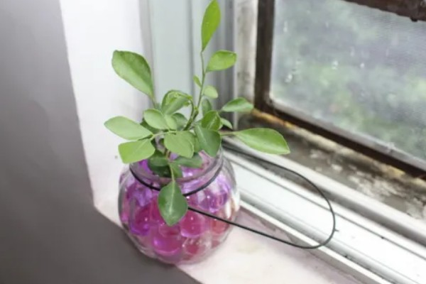 水培九里香的养殖方法，适合在水质干净的环境中生长