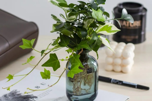 水培九里香的养殖方法，适合在水质干净的环境中生长