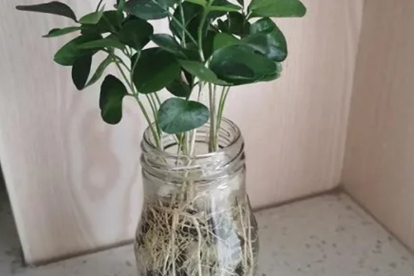 水培九里香的养殖方法，适合在水质干净的环境中生长