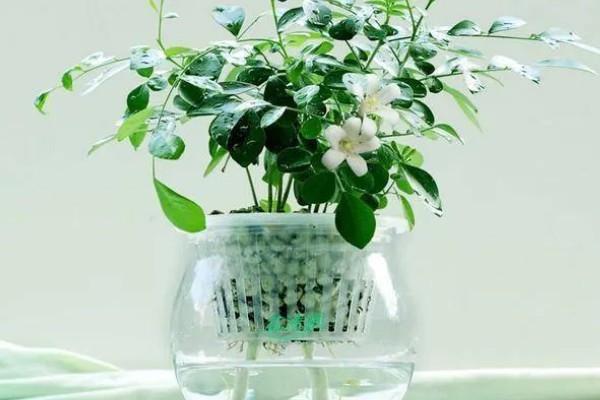 水培九里香的养殖方法，适合在水质干净的环境中生长