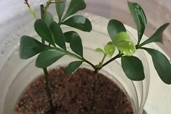 水培九里香的养殖方法，适合在水质干净的环境中生长