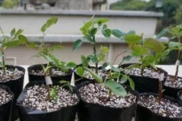 水培九里香的养殖方法，适合在水质干净的环境中生长