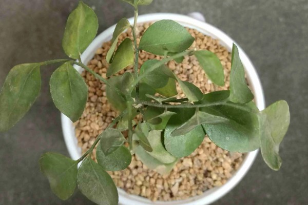 水培九里香的养殖方法，适合在水质干净的环境中生长