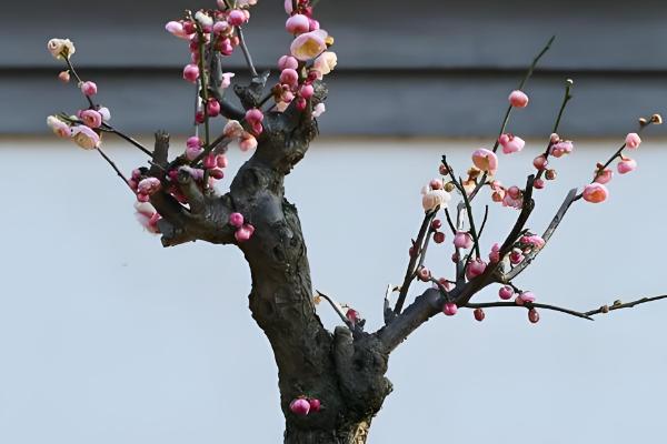 冬季梅花能放在室外吗，如果在南方则可以放室外养
