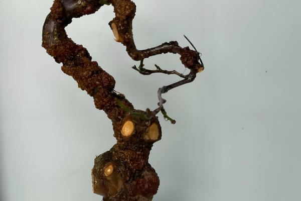 冬季梅花能放在室外吗，如果在南方则可以放室外养