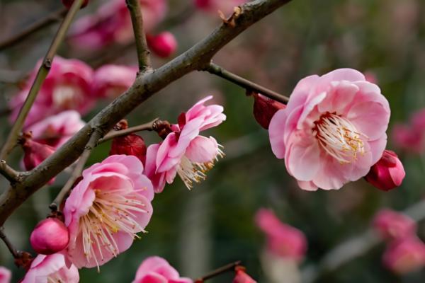 冬季梅花能放在室外吗，如果在南方则可以放室外养