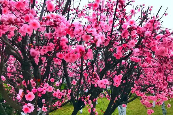 冬季梅花能放在室外吗，如果在南方则可以放室外养