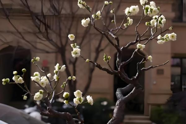 冬季梅花能放在室外吗，如果在南方则可以放室外养
