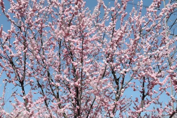 冬季梅花能放在室外吗，如果在南方则可以放室外养