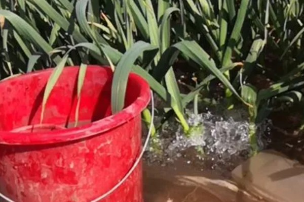 早春大蒜管理方法，结合浇水亩施复合肥15-25公斤