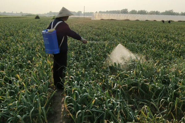 早春大蒜管理方法，结合浇水亩施复合肥15-25公斤