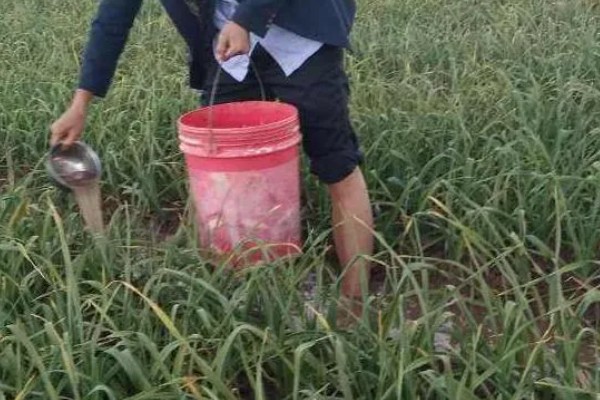 早春大蒜管理方法，结合浇水亩施复合肥15-25公斤