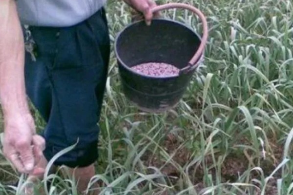 早春大蒜管理方法，结合浇水亩施复合肥15-25公斤