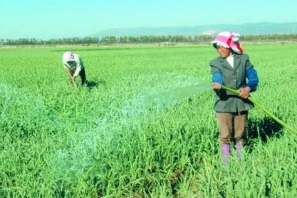 早春大蒜管理方法，结合浇水亩施复合肥15-25公斤