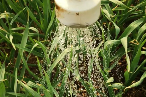 早春大蒜管理方法，结合浇水亩施复合肥15-25公斤