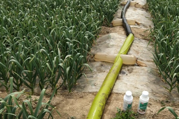 早春大蒜管理方法，结合浇水亩施复合肥15-25公斤