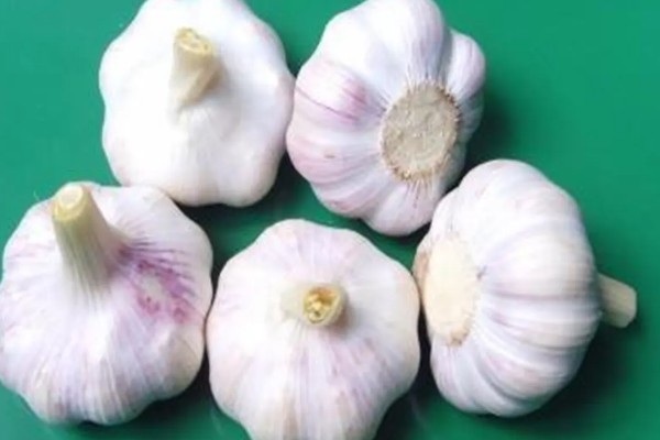 早春大蒜管理方法，结合浇水亩施复合肥15-25公斤