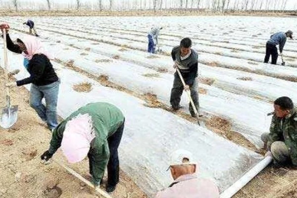 早春大蒜管理方法，结合浇水亩施复合肥15-25公斤