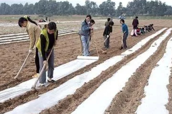 早春大蒜管理方法，结合浇水亩施复合肥15-25公斤