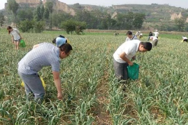 早春大蒜管理方法，结合浇水亩施复合肥15-25公斤