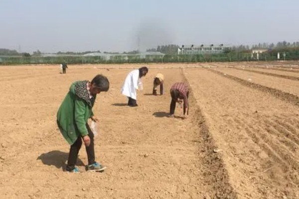 北方最晚什么时候种植油菜，最晚十月份栽种