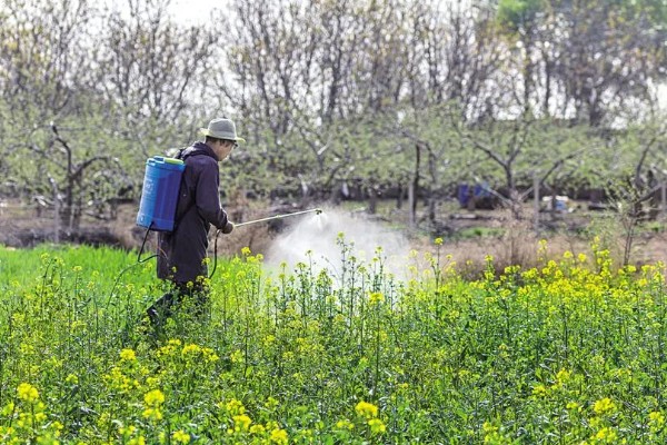 北方最晚什么时候种植油菜，最晚十月份栽种