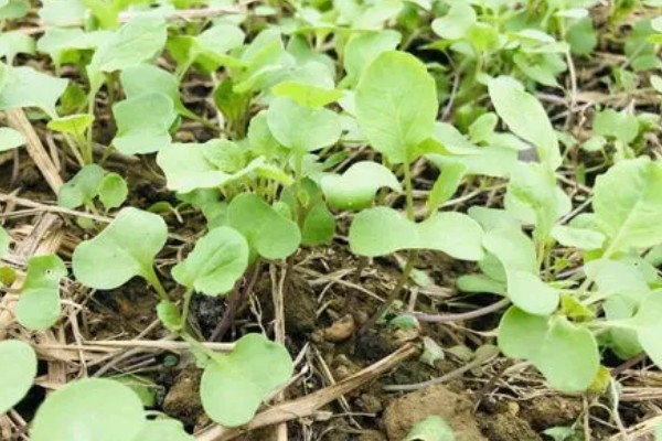 北方最晚什么时候种植油菜，最晚十月份栽种