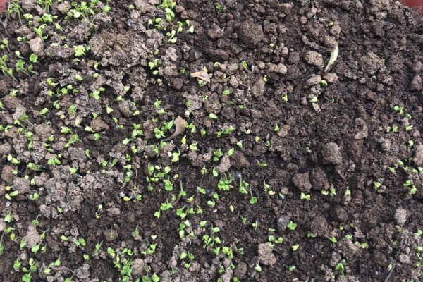 北方最晚什么时候种植油菜，最晚十月份栽种