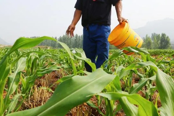 哪种肥料能让玉米棒变大, 氮、磷、钾都不能缺少