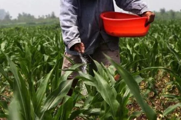 哪种肥料能让玉米棒变大, 氮、磷、钾都不能缺少