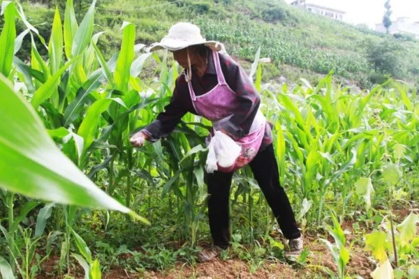 哪种肥料能让玉米棒变大, 氮、磷、钾都不能缺少