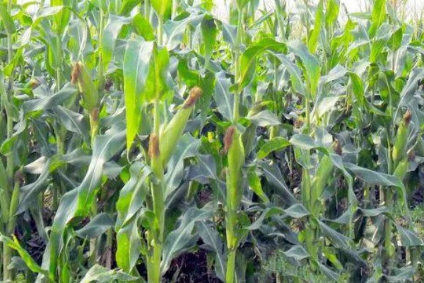 哪种肥料能让玉米棒变大, 氮、磷、钾都不能缺少