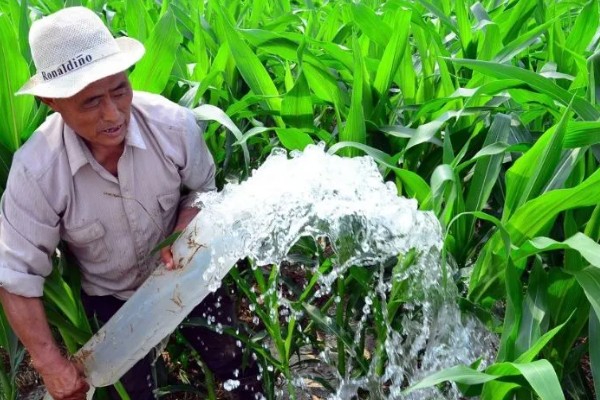 哪种肥料能让玉米棒变大, 氮、磷、钾都不能缺少