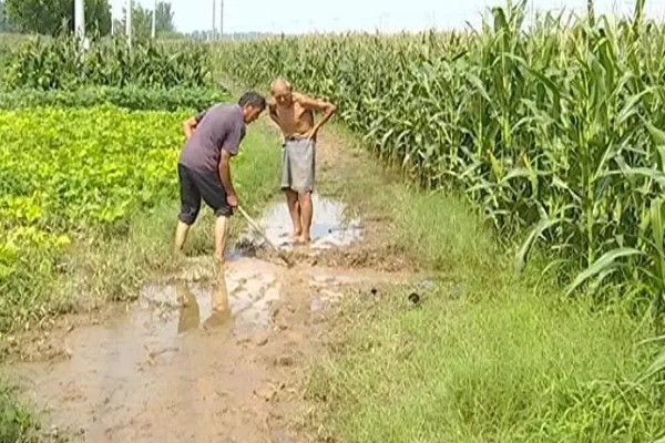 哪种肥料能让玉米棒变大, 氮、磷、钾都不能缺少